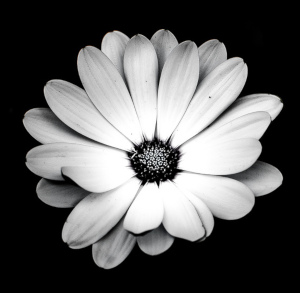 blume